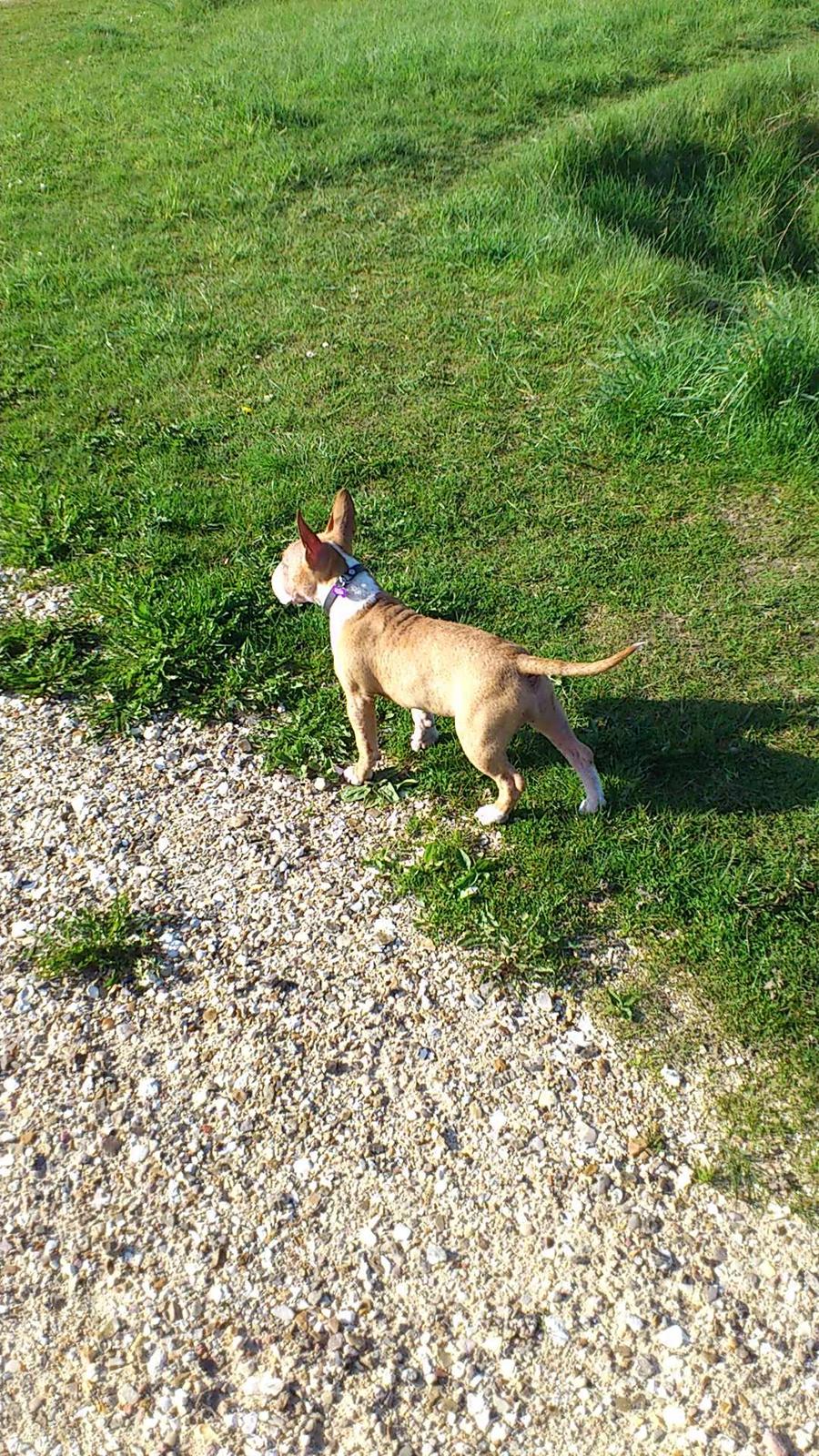 Bullterrier miniature Chica billede 8