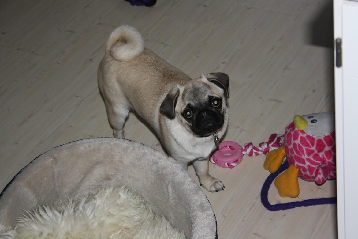 Mops Bella billede 9