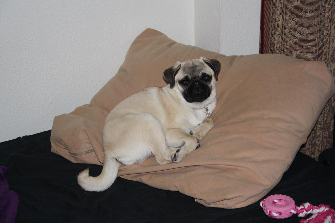 Mops Bella billede 10