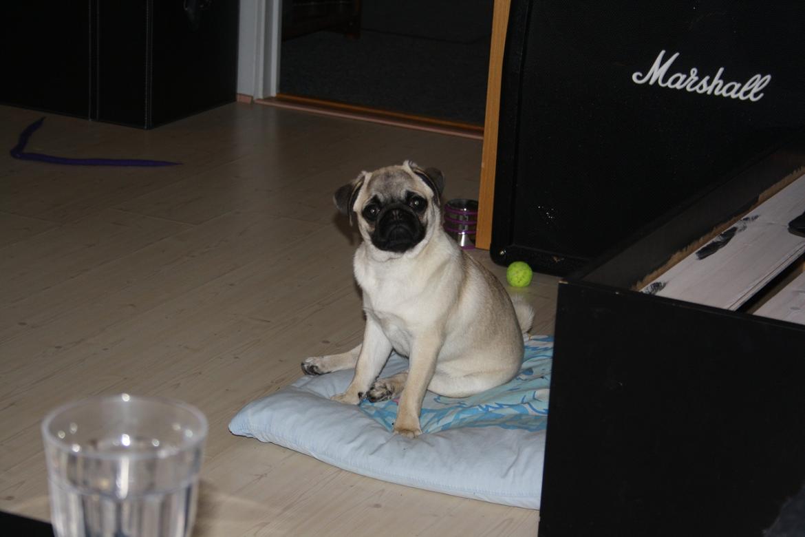 Mops Bella billede 11