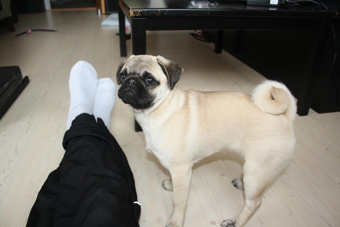 Mops Bella billede 12