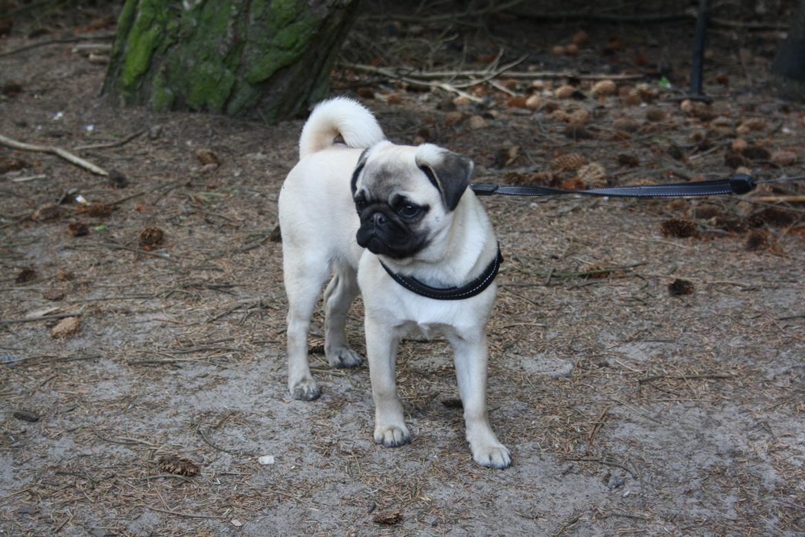 Mops Bella billede 13