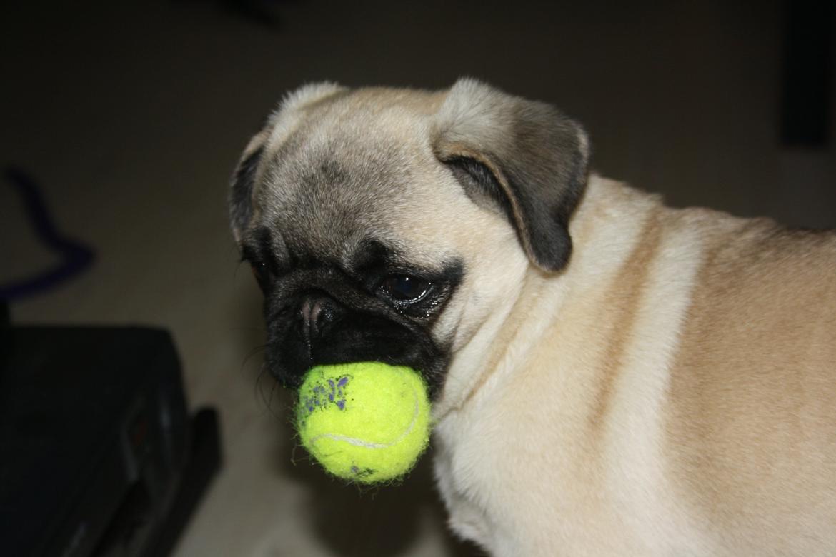 Mops Bella billede 14