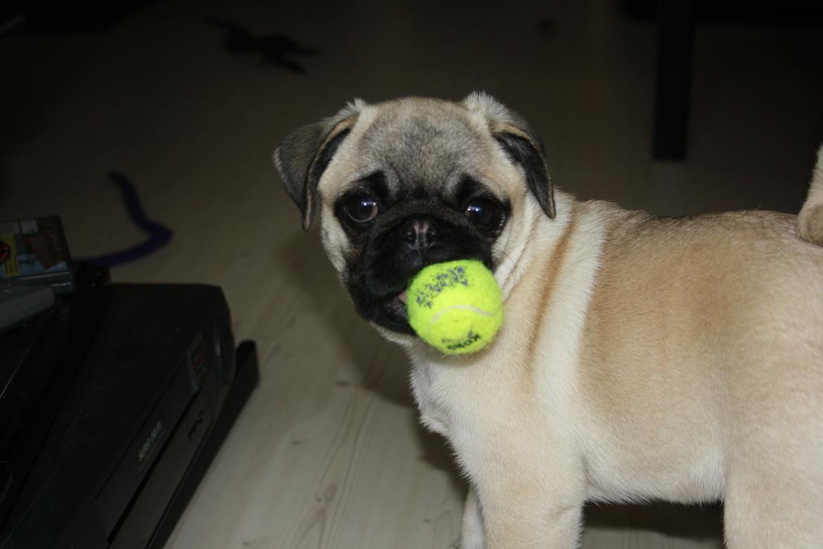 Mops Bella billede 15