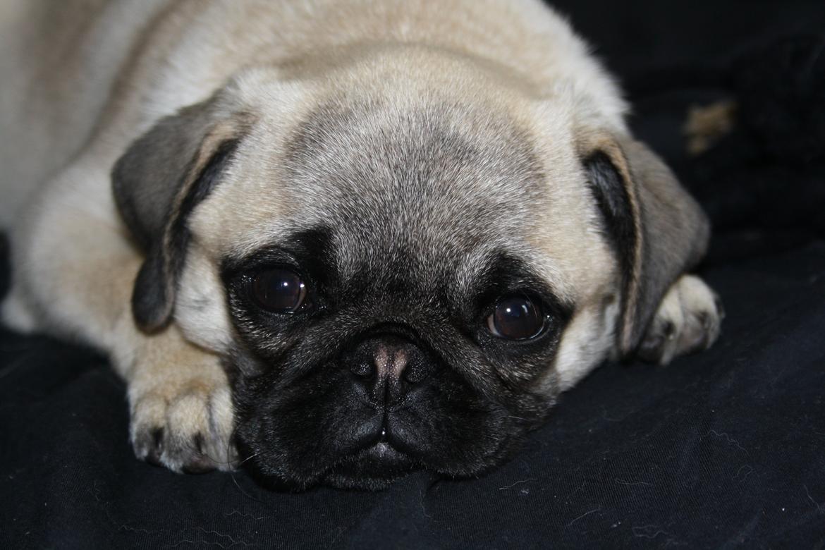 Mops Bella billede 17