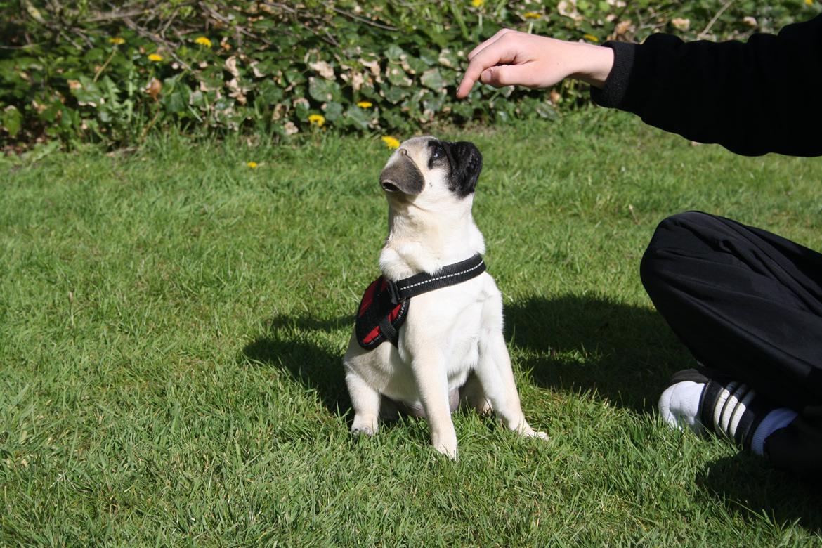 Mops Bella billede 18