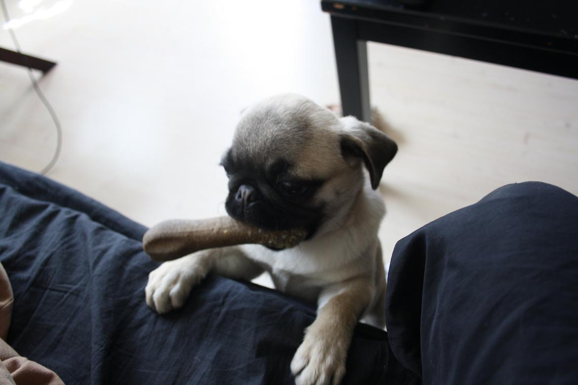 Mops Bella billede 19