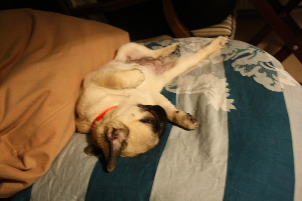 Mops Bella billede 20