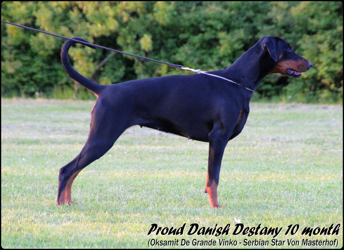 Dobermann Proud Danish Destany billede 1