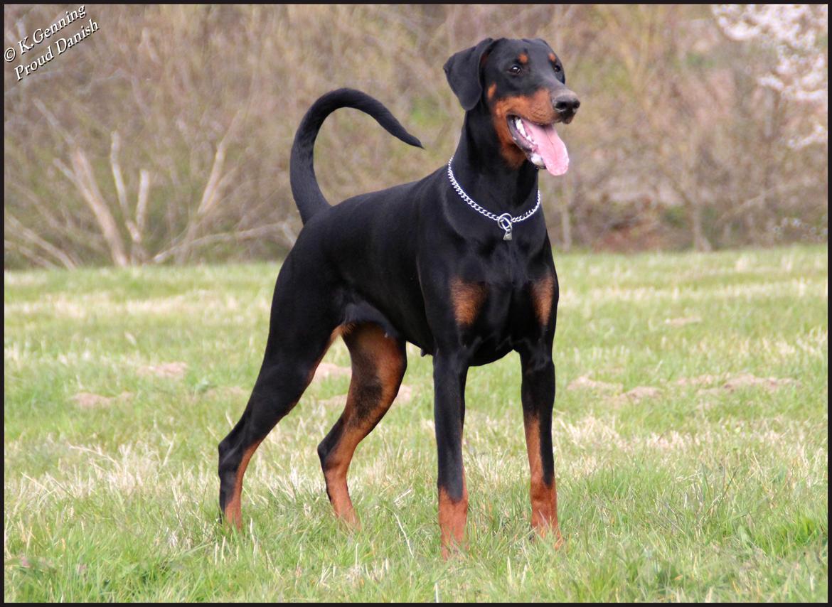 Dobermann Proud Danish Destany billede 18