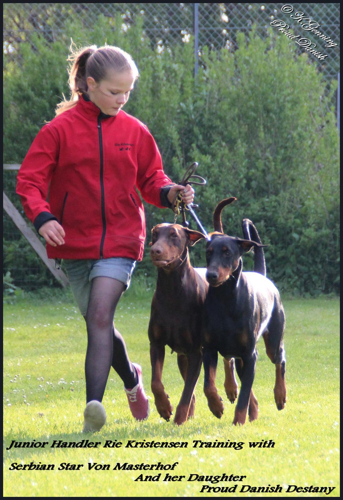 Dobermann Proud Danish Destany billede 19