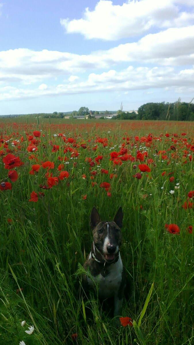 Bullterrier miniature Louie billede 2