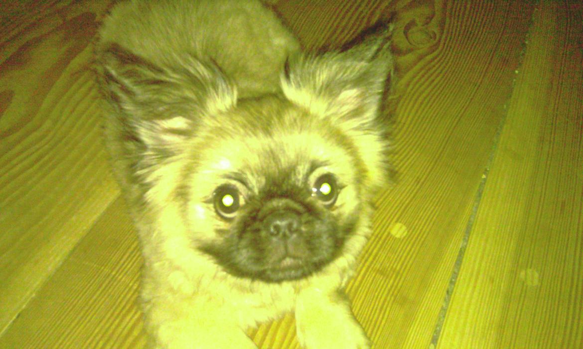 Blanding af racer Bølle billede 1