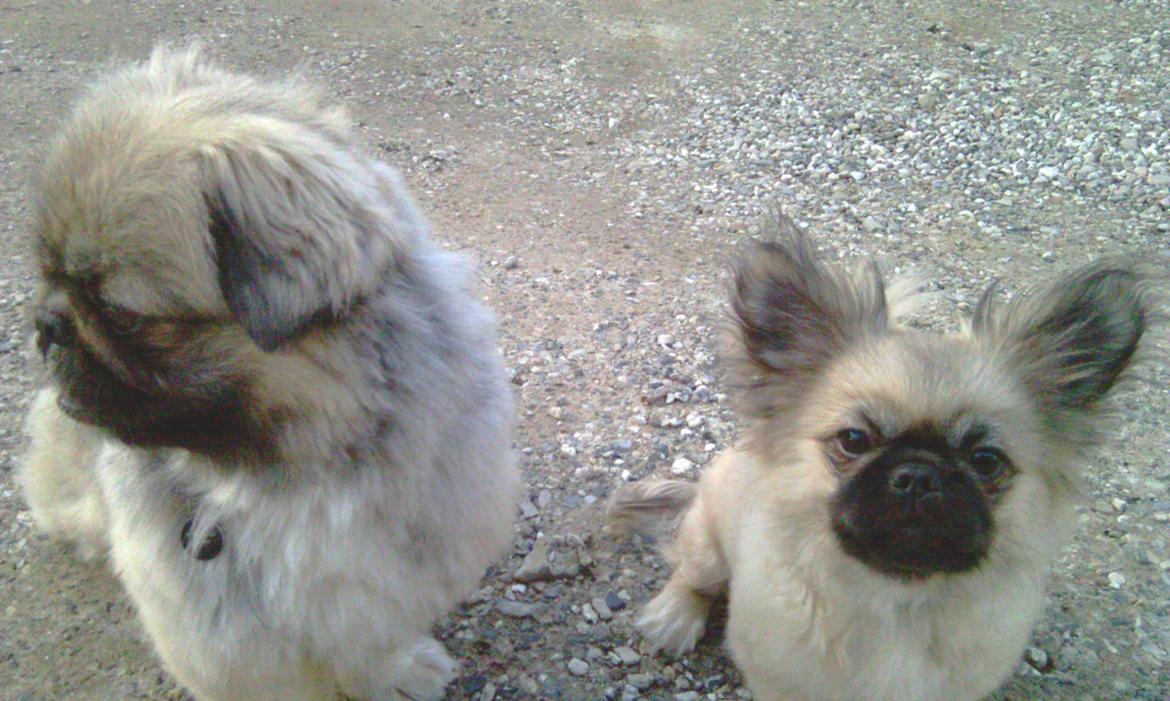 Blanding af racer Bølle billede 2