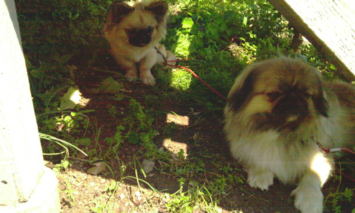 Blanding af racer Bølle billede 3