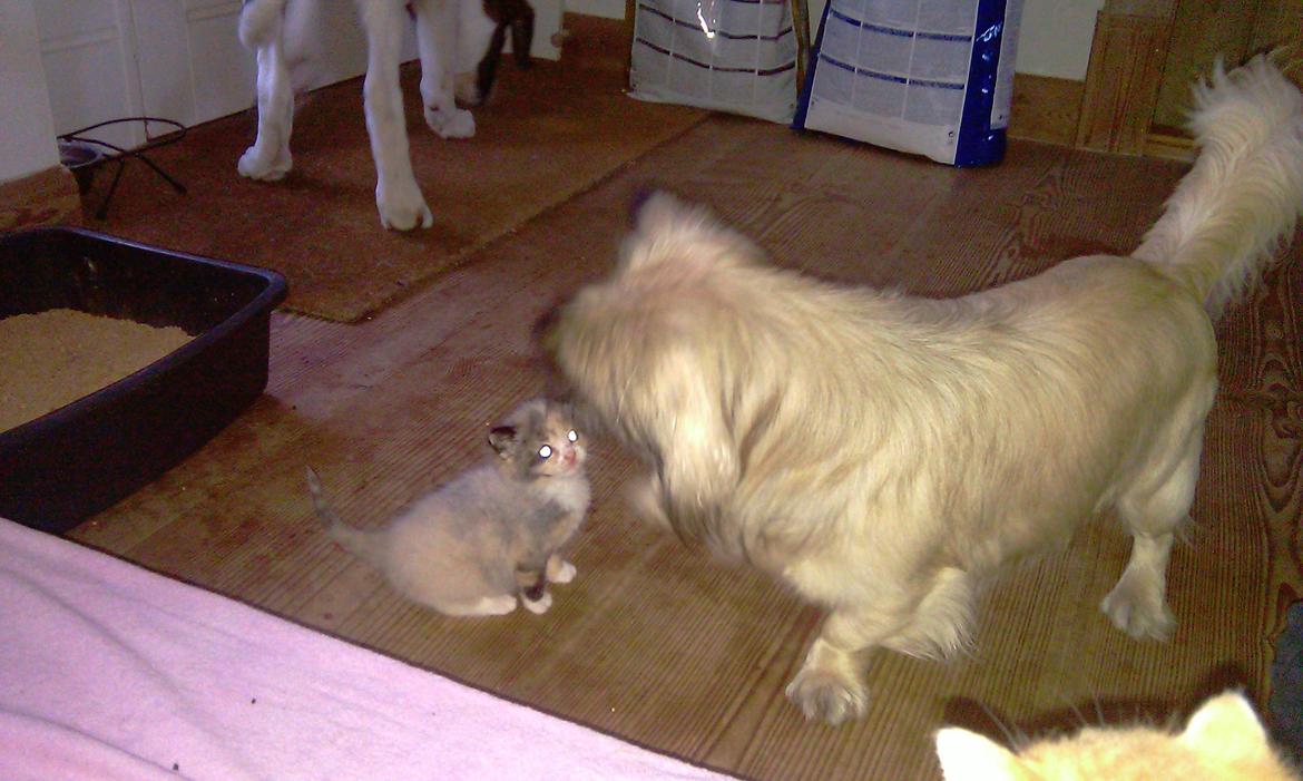 Blanding af racer Bølle billede 4