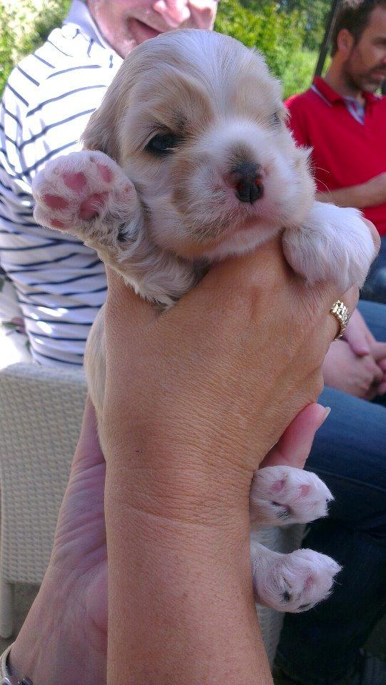 Amerikansk cocker spaniel Milo - Man kan da godt lige vinke lidt. billede 8