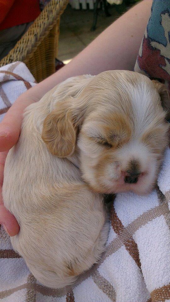 Amerikansk cocker spaniel Milo - 21 dage gammel, og man vejer nu 846 gram. Man er ved at blive en stor hund, selvom kuldsøsteren er noget større. billede 7