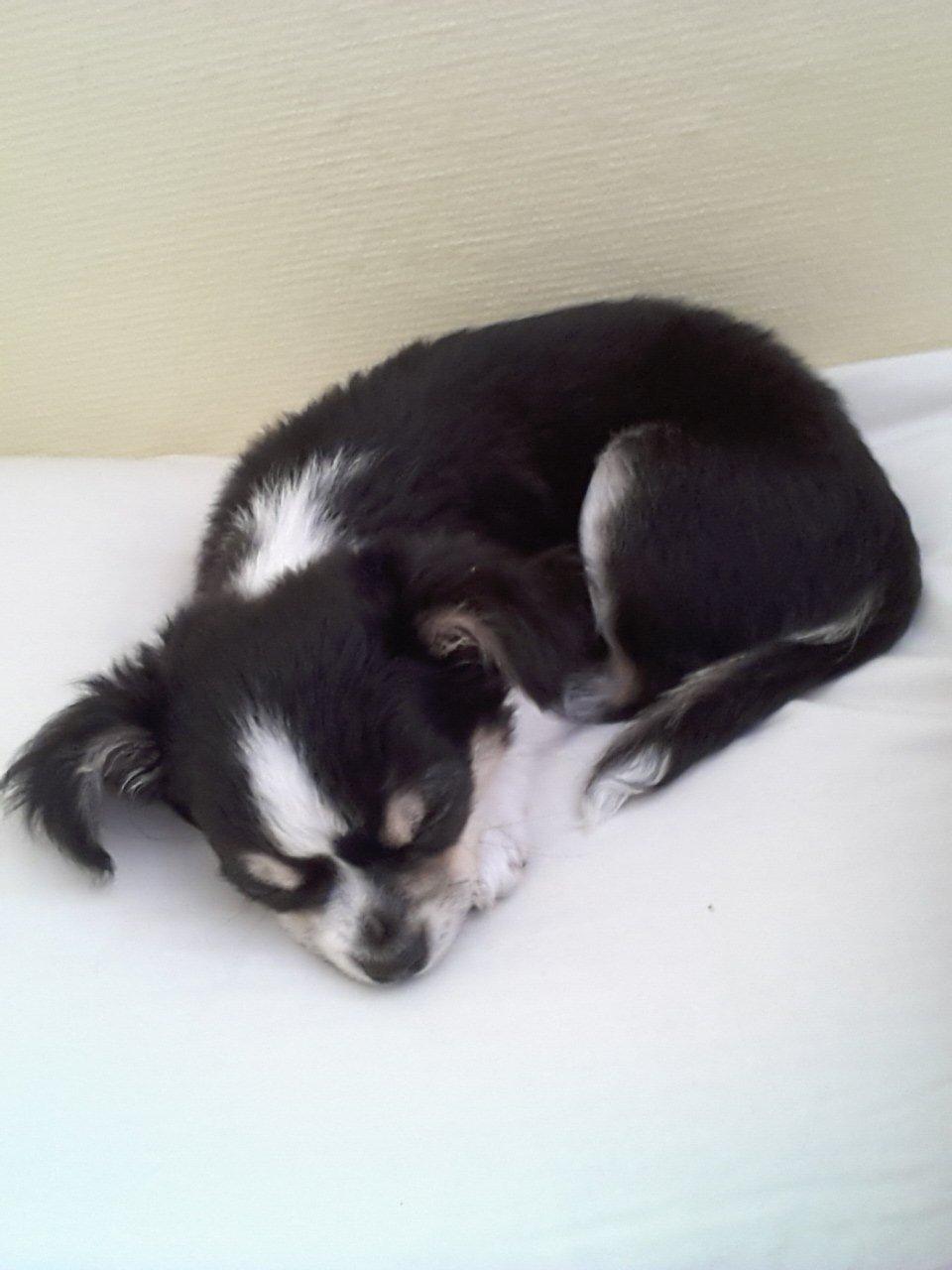 Chihuahua Buddha's Best Buddie <3 billede 1