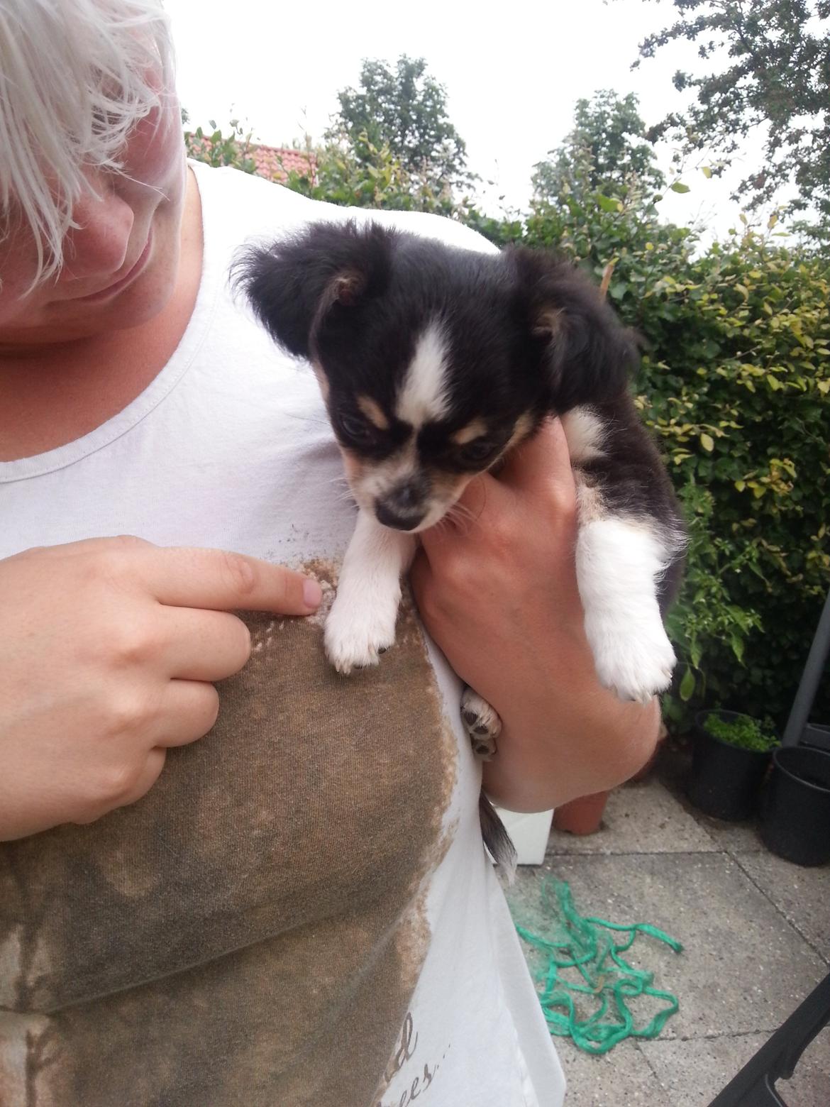 Chihuahua Buddha's Best Buddie <3 billede 2