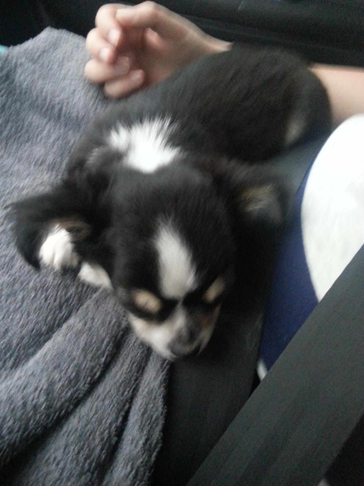 Chihuahua Buddha's Best Buddie <3 billede 3