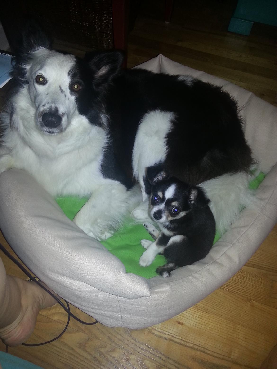 Chihuahua Buddha's Best Buddie <3 billede 4