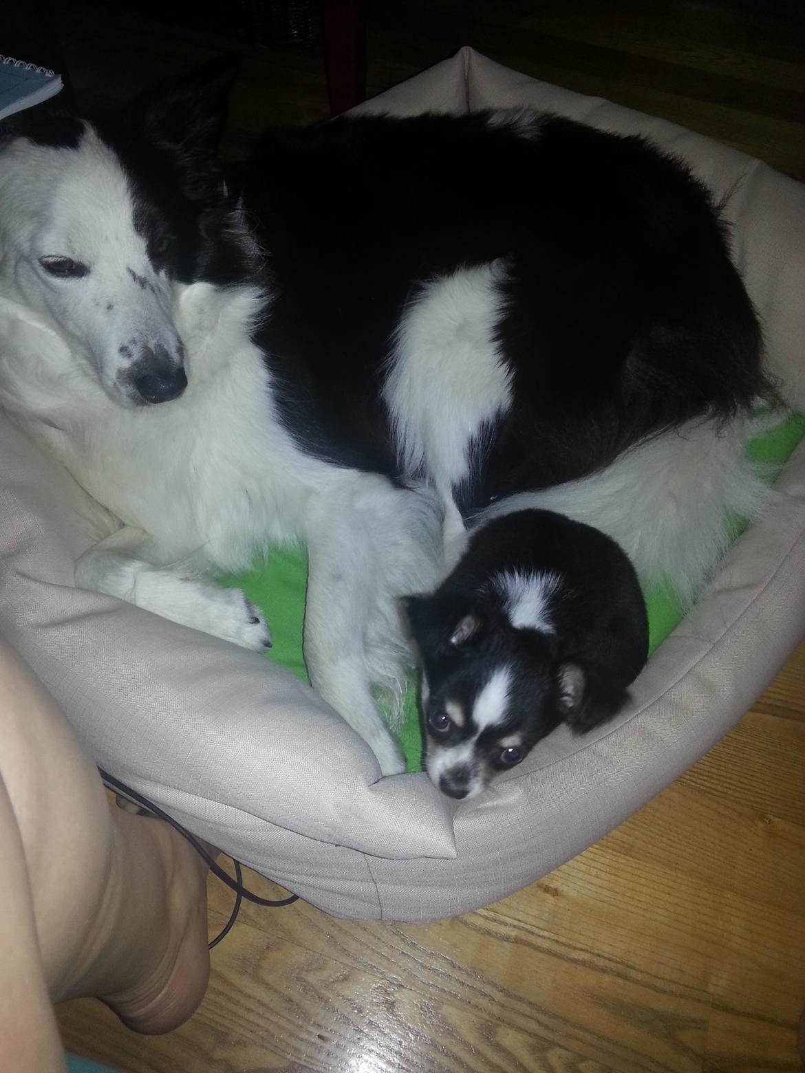 Chihuahua Buddha's Best Buddie <3 billede 5