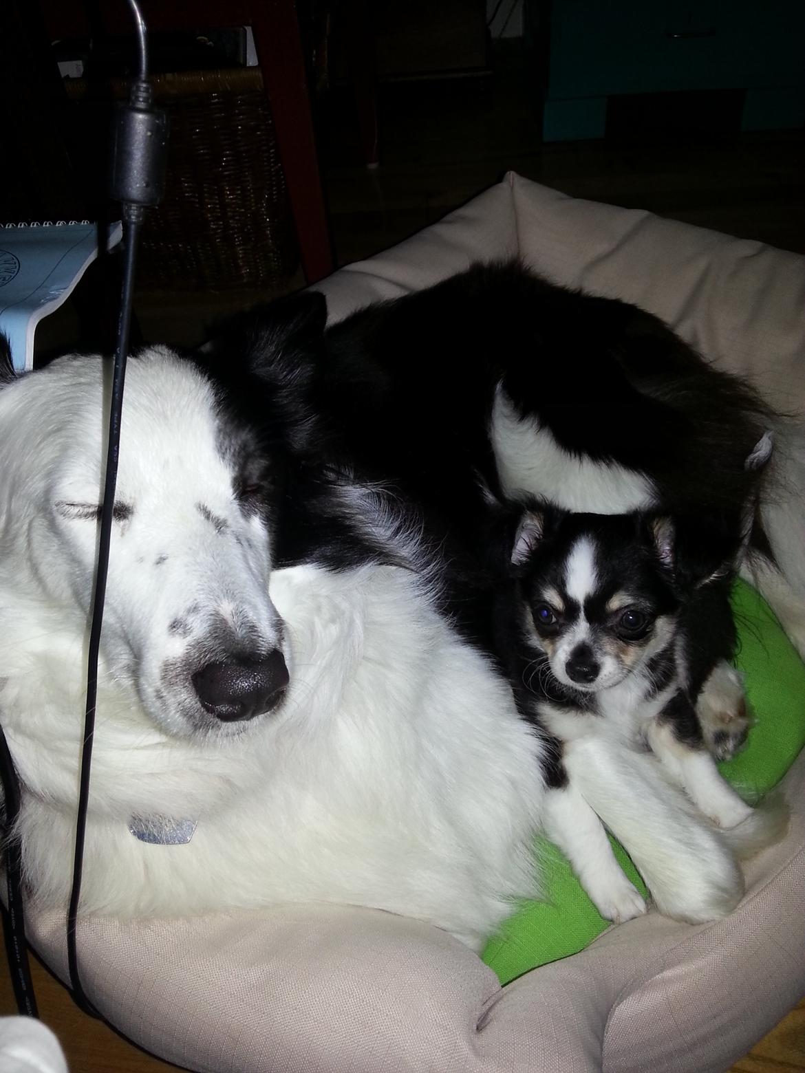 Chihuahua Buddha's Best Buddie <3 billede 6