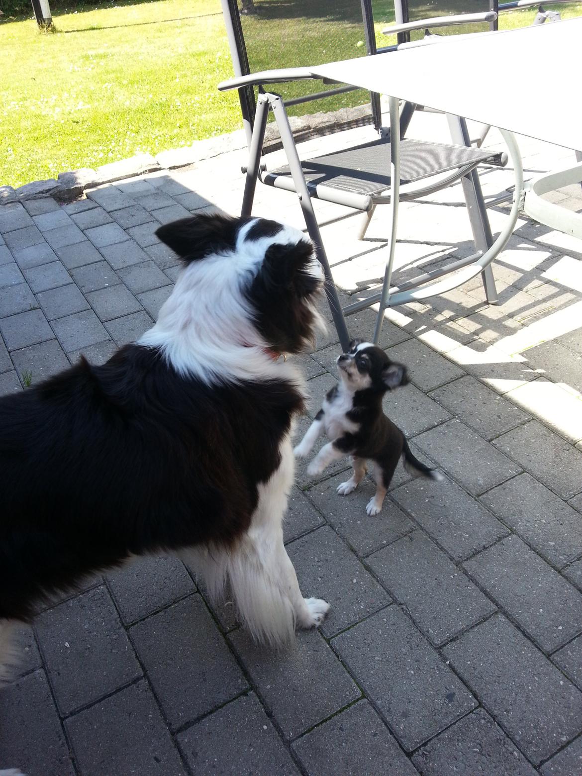 Chihuahua Buddha's Best Buddie <3 billede 7