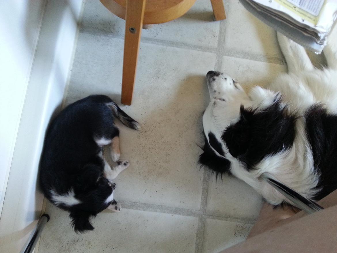 Chihuahua Buddha's Best Buddie <3 billede 8