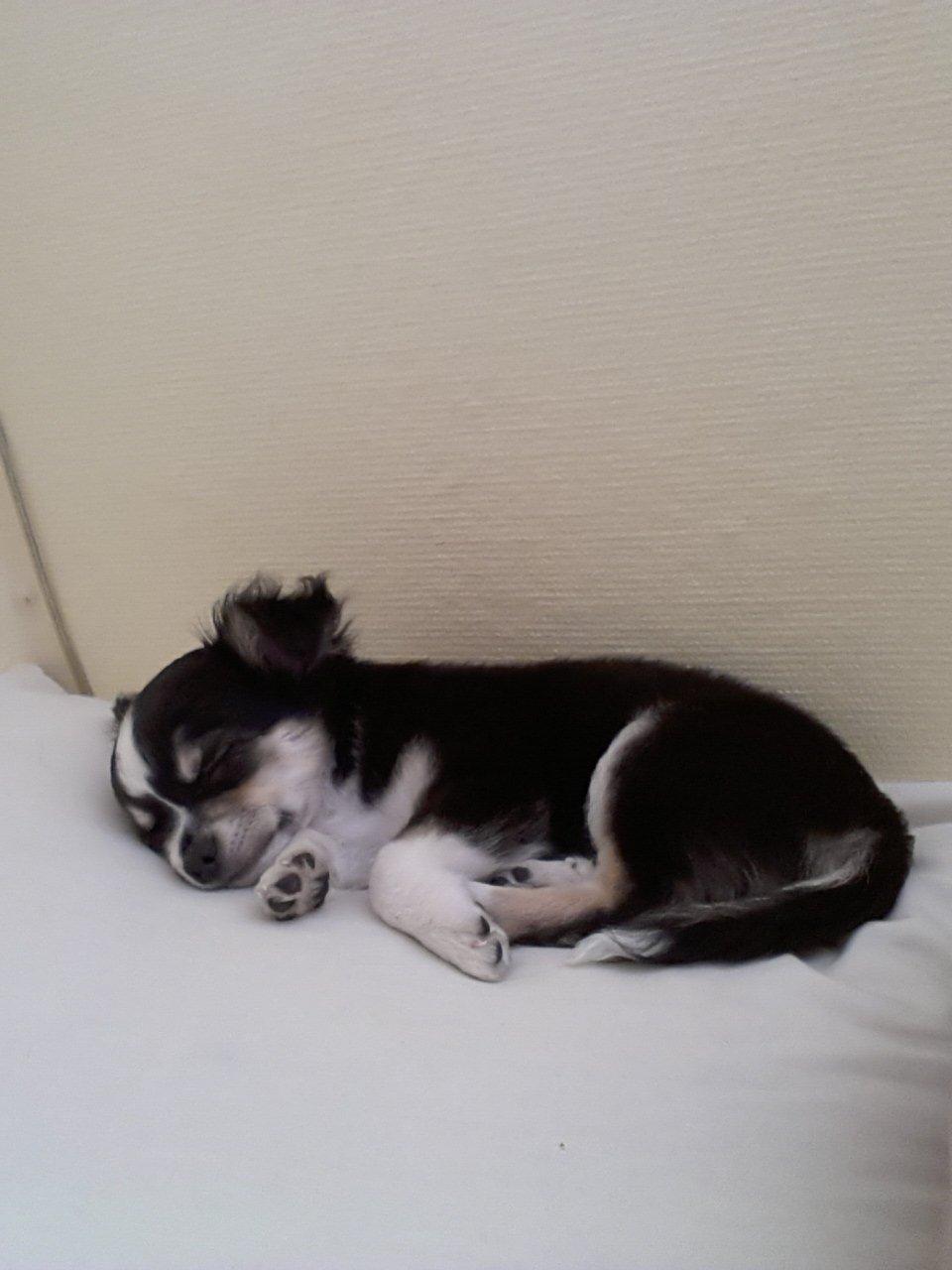 Chihuahua Buddha's Best Buddie <3 billede 9