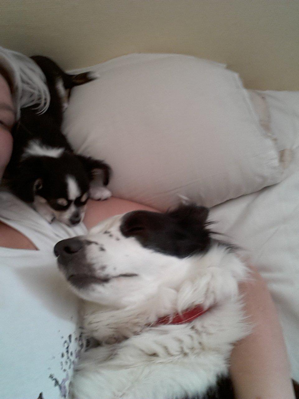 Chihuahua Buddha's Best Buddie <3 billede 10