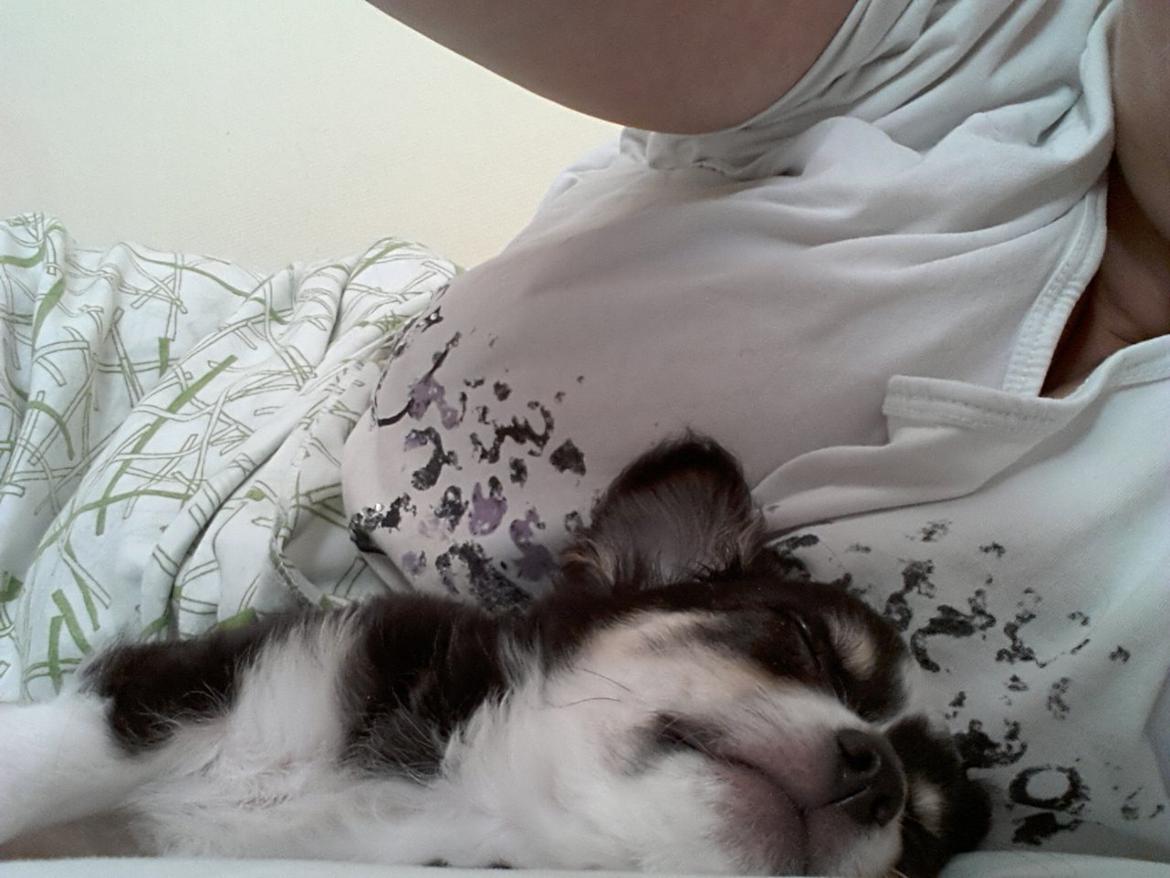 Chihuahua Buddha's Best Buddie <3 billede 11