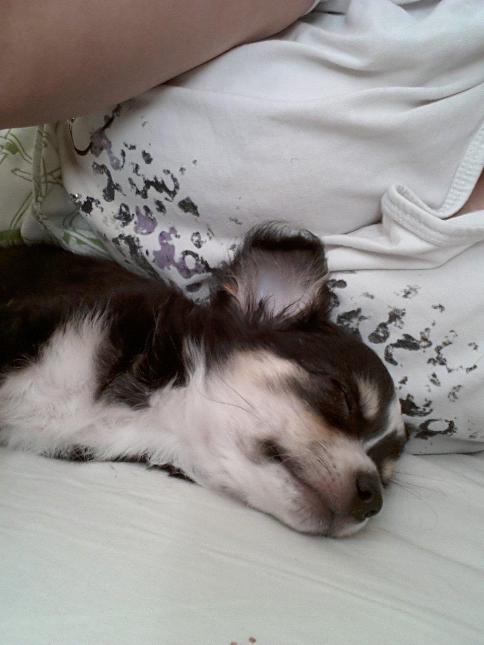 Chihuahua Buddha's Best Buddie <3 billede 12