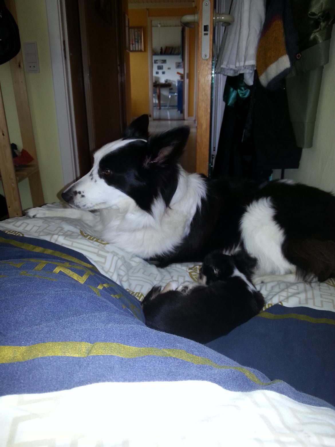 Chihuahua Buddha's Best Buddie <3 billede 13