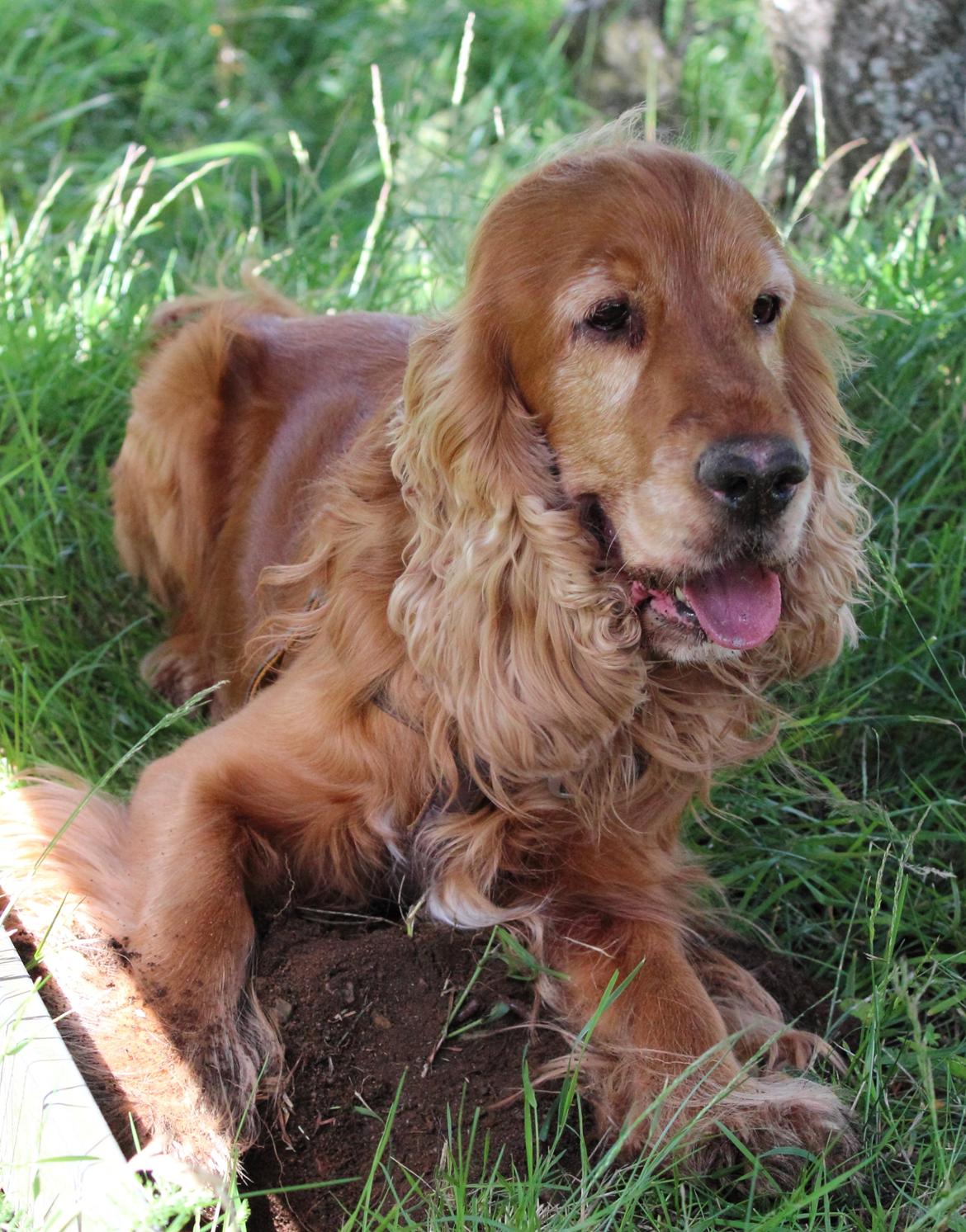 Cocker spaniel Dumle R.I.P - Tager lige en slapper under en bænk på turen billede 3