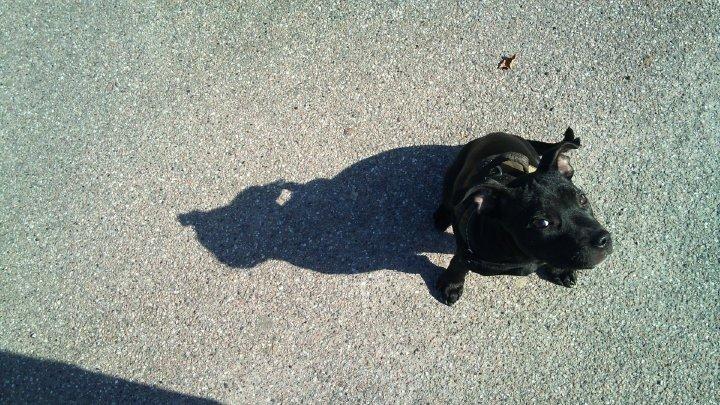 Staffordshire bull terrier Vega/Tøsse - 2-3måneder gammel billede 1