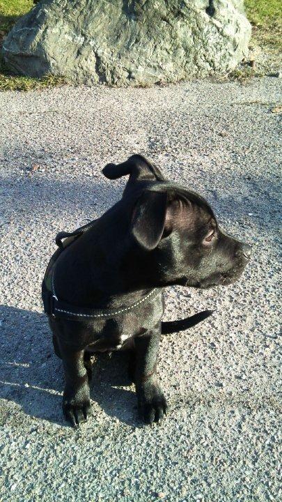 Staffordshire bull terrier Vega/Tøsse - 2-3måneder gammel billede 2