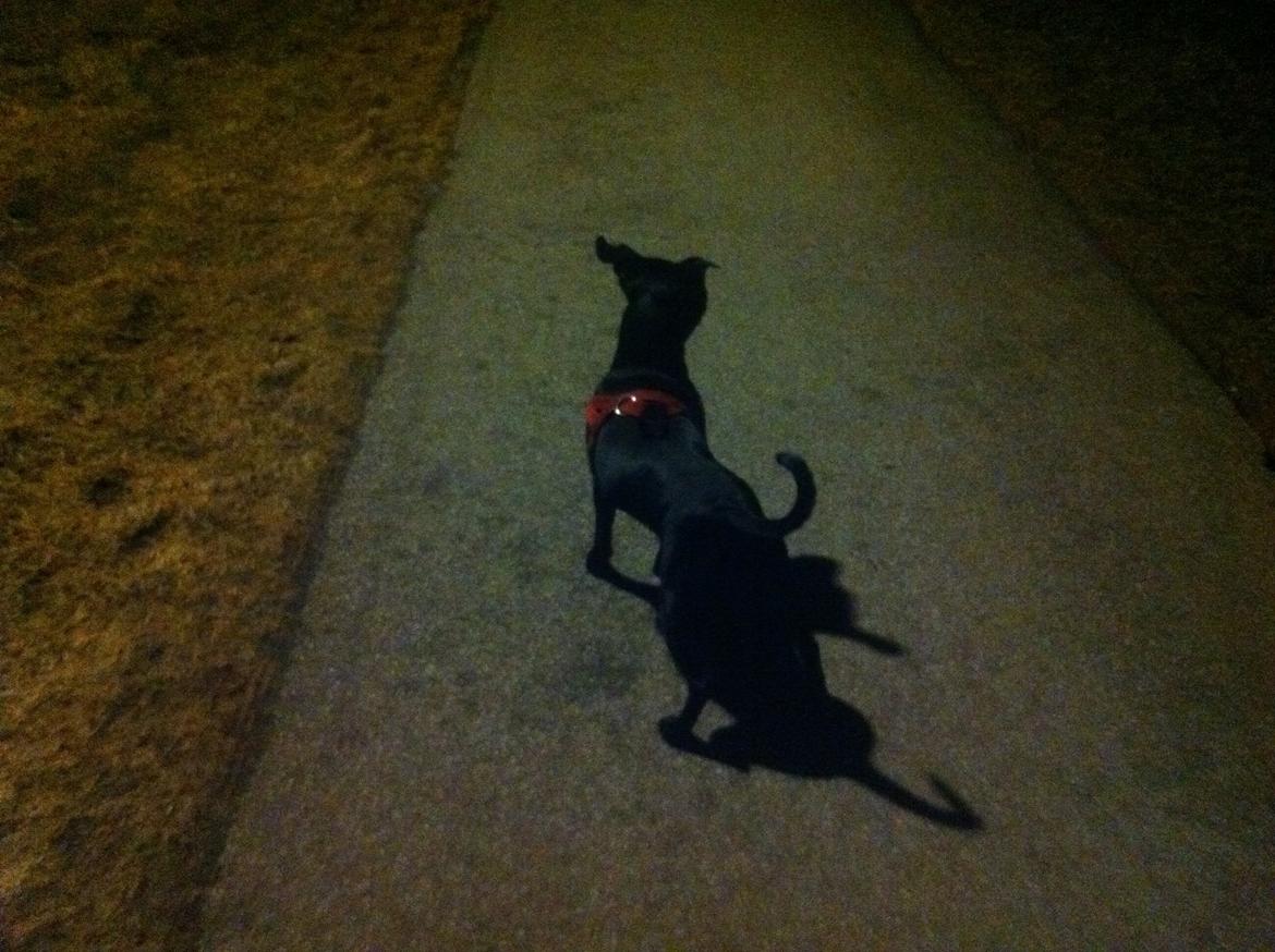 Staffordshire bull terrier Vega/Tøsse - passer på far, på aften turen. billede 4