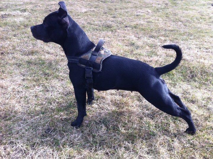 Staffordshire bull terrier Vega/Tøsse - Fars pige flexer:) lige omkring et år gamle.
 billede 3