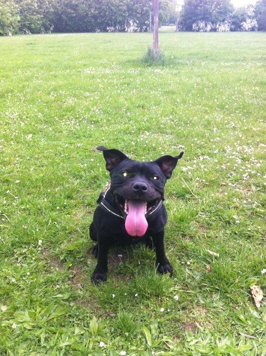 Staffordshire bull terrier Vega/Tøsse - fars lille djævle:) billede 5