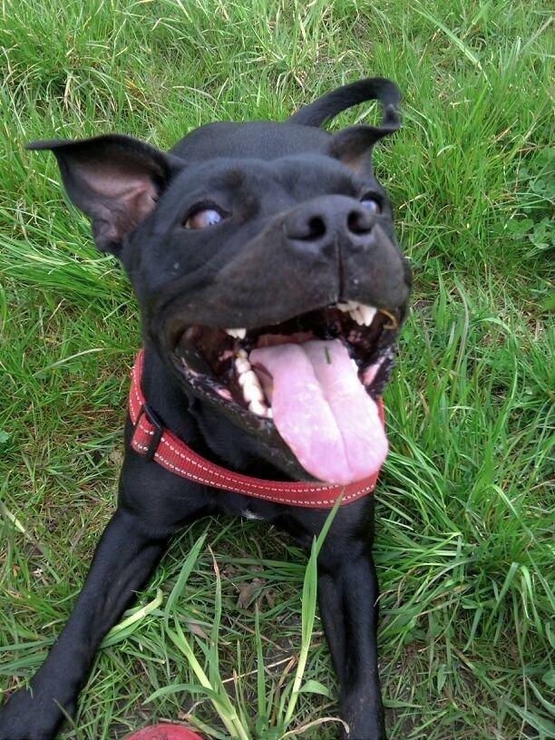 Staffordshire bull terrier Vega/Tøsse - SMIL billede 6