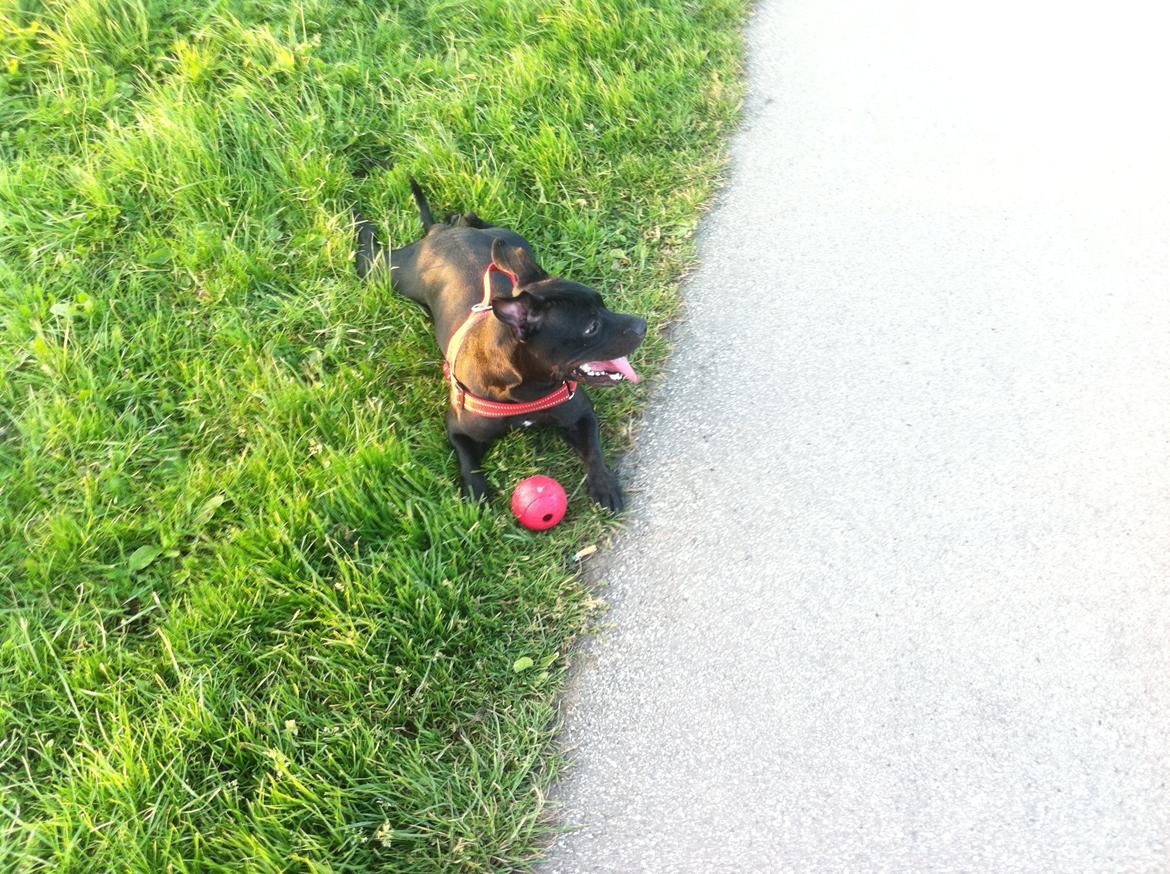 Staffordshire bull terrier Vega/Tøsse - tar lige en pause fra bold leg:) billede 7