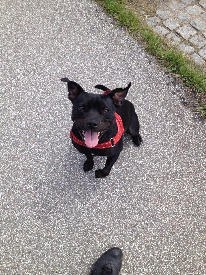 Staffordshire bull terrier Vega/Tøsse - billedet taget 27juni2012 billede 8