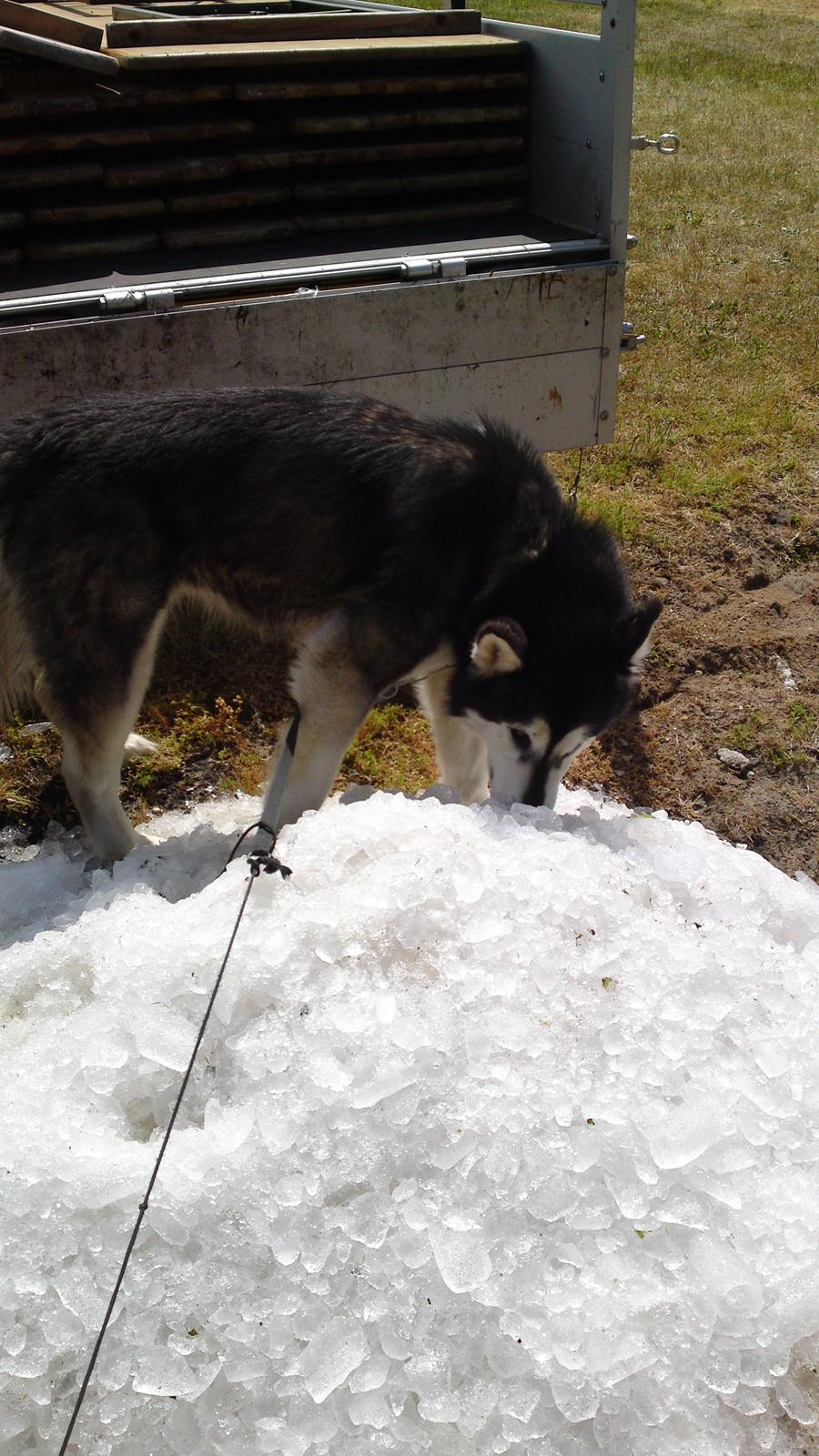 Alaskan malamute kiara. - mums is er godt  billede 12