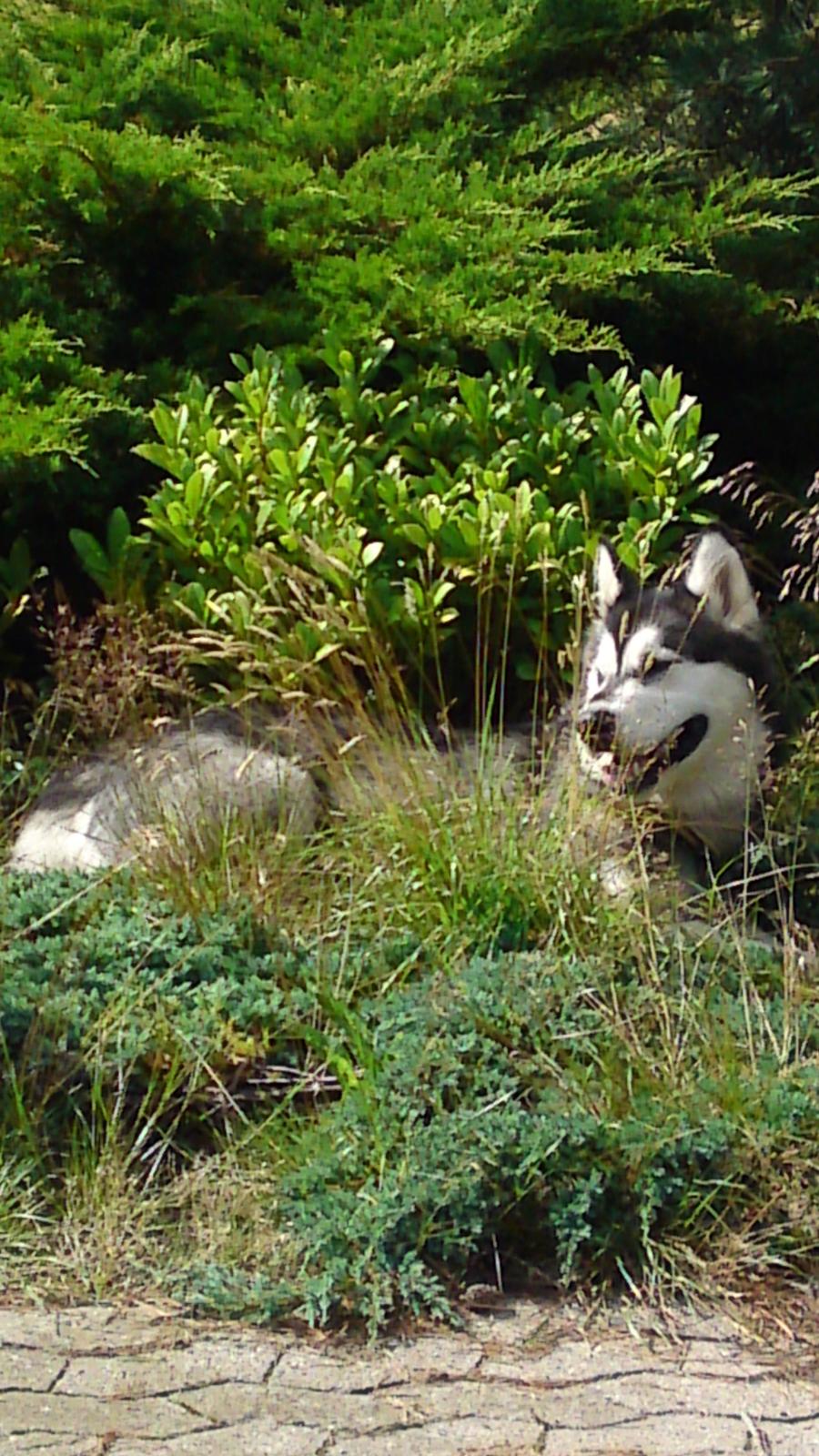 Alaskan malamute kiara. - hehe mund hun kan se mig her billede 13