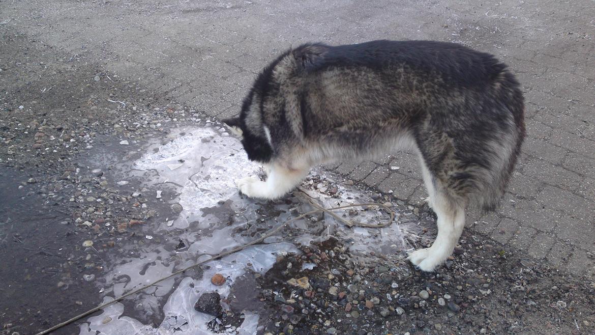 Alaskan malamute kiara. - mund jeg kan grave vand op under isen billede 14