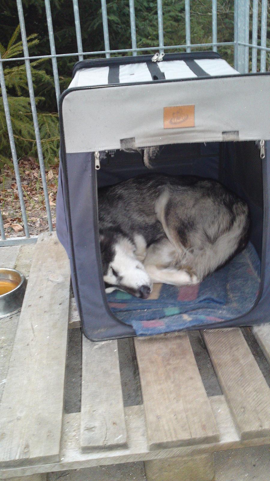 Alaskan malamute kiara. - nååh sover lige til middag billede 15