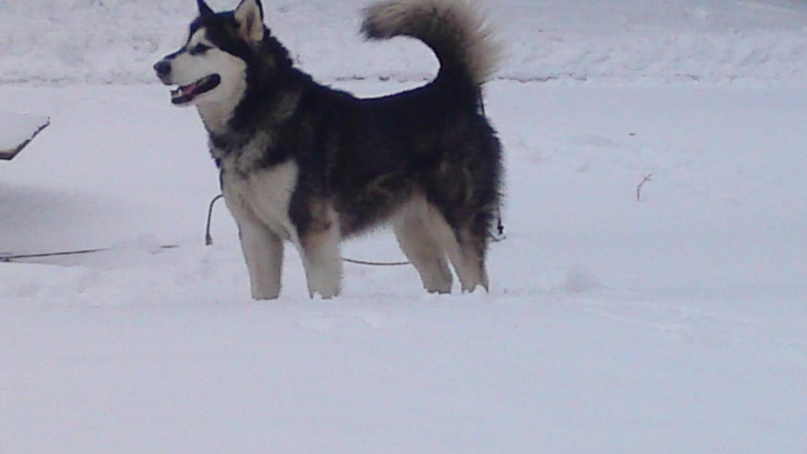 Alaskan malamute kiara. - dejligt med sne billede 16