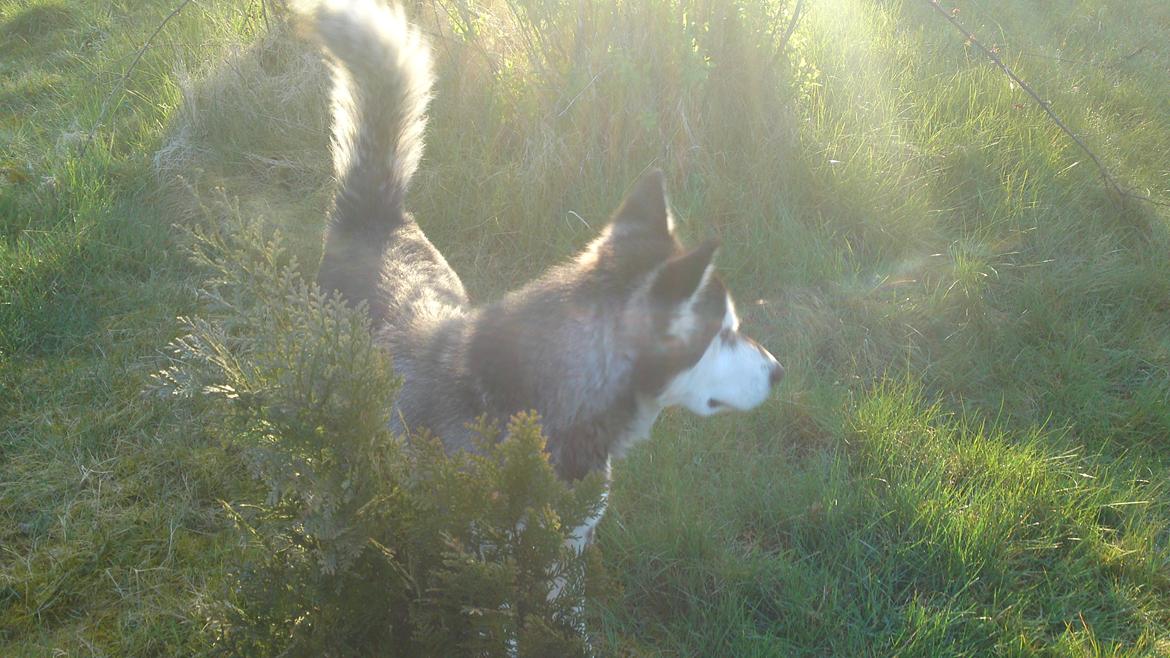 Alaskan malamute kiara. - dejlig her når solen er ved at gå ned billede 17
